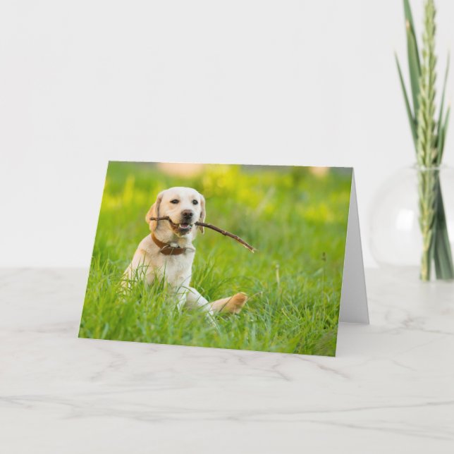 Gelbe Labrador-Plays mit Stick Karte (Vorderseite)