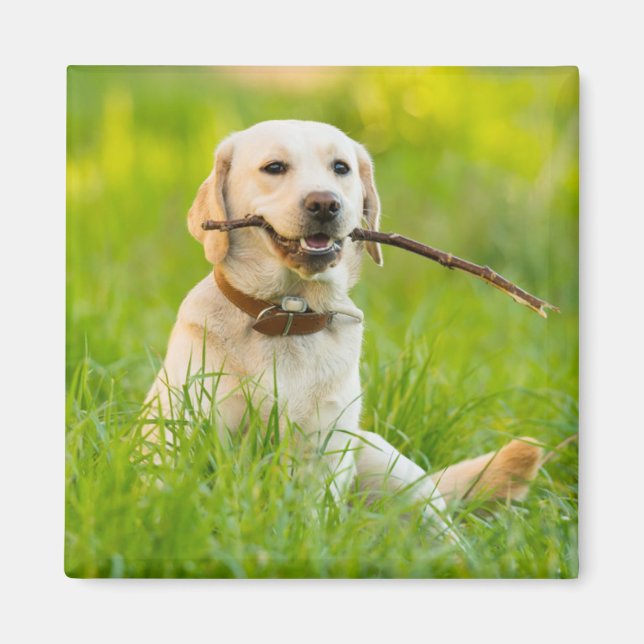 Gelbe Labrador-Plays mit Stick Magnet (Vorne)