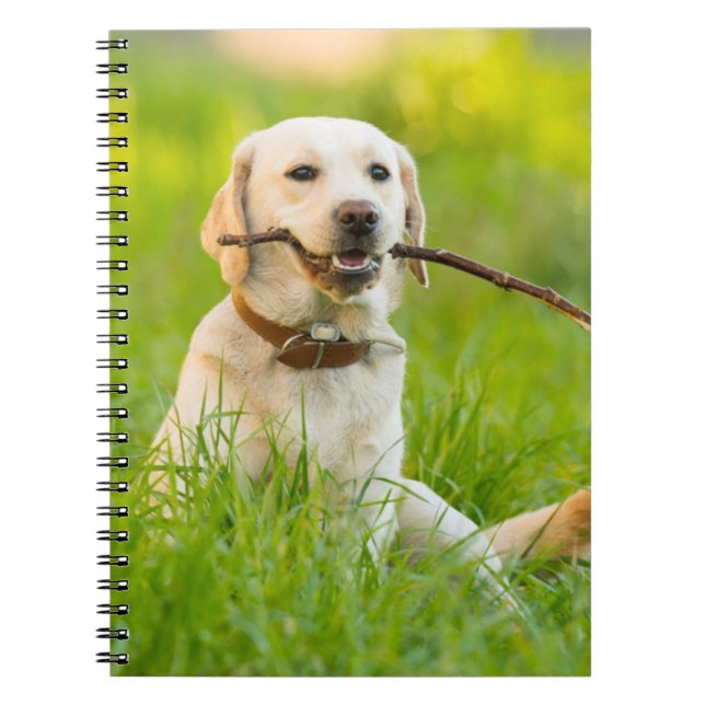 Gelbe Labrador-Plays mit Stick Notizblock (Vorderseite)