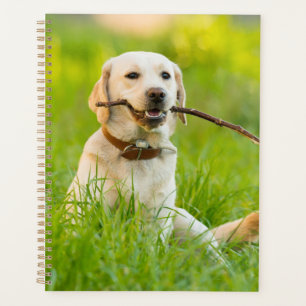 Gelbe Labrador-Plays mit Stick Planer