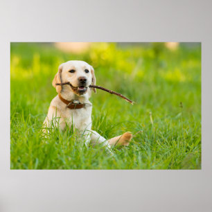 Gelbe Labrador-Plays mit Stick Poster