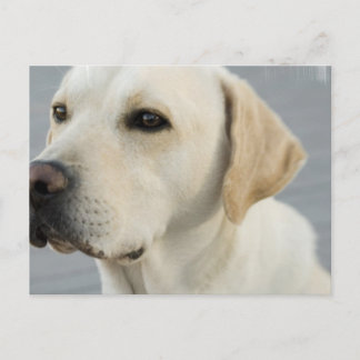 gelbe Labrador Postkarte
