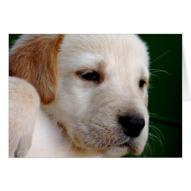 Gelbe Labrador Puppy (Vorderseite (Horizontal))