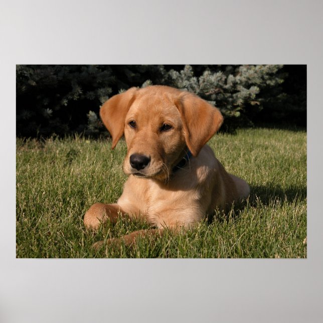 Gelbe Labrador Puppy Poster (Vorne)