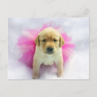 Gelbe Labrador Puppy Postkarte