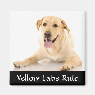Gelbe Labrador Regel "Labrador Retreiver"-Magnet Magnet