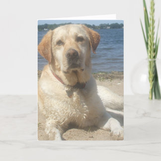Gelbe Labrador retriever-Gruß-Karte Karte