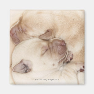 Gelbe Labrador retriever-Welpen, 10 Tage alt Magnet