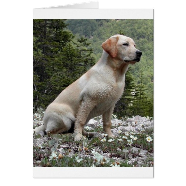 gelbe Labrador sitzend.png (Vorne)