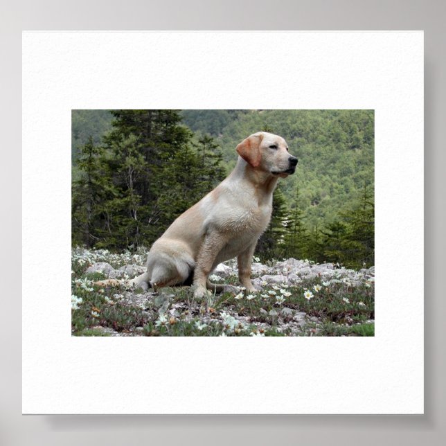 gelbe Labrador sitzend.png Poster (Vorne)