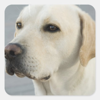 Gelbe Labrador Stickers