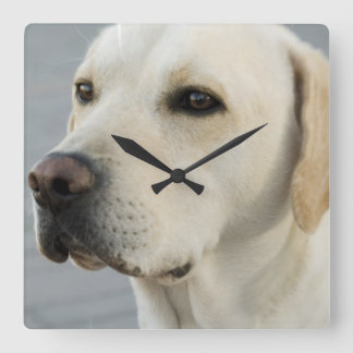 Gelbe Labrador-Wandklemme Quadratische Wanduhr