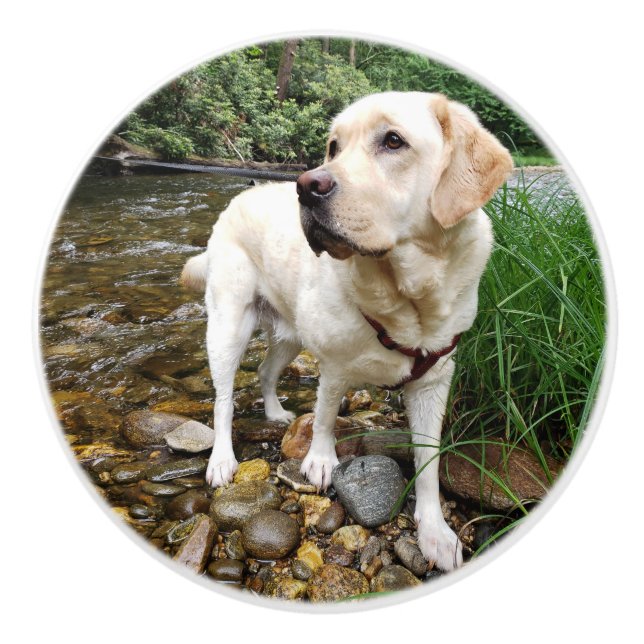 Gelbe Labrador, Wasserhunde im Bach Keramikknauf (Vorderseite)