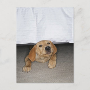 Gelbe Labrador Welpe im Bett stecken geblieben Postkarte