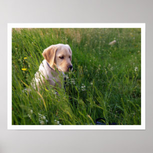 Gelbe Labrador Welpe im großen Gras Poster