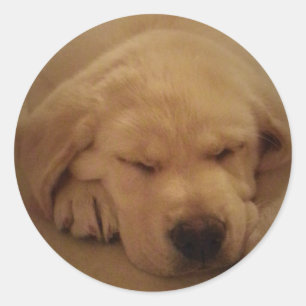 Gelbe Labrador Welpe Schlafen Runder Aufkleber