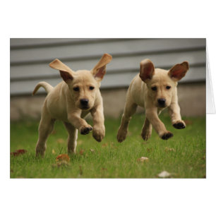 Gelbe Labrador-Welpen