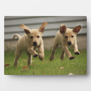 Gelbe Labrador-Welpen Fotoplatte