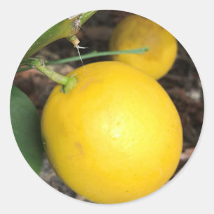 Gelbe Lemonen Runder Aufkleber