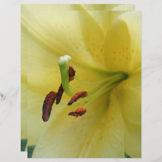 Gelbe Lilie-Blume Nah-Up-Scrapbook (Vorne/Hinten)