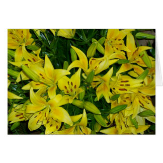 GELBE LILIEN
