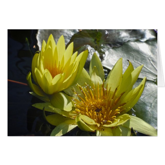 Gelbe Lilien (Vorderseite (Horizontal))