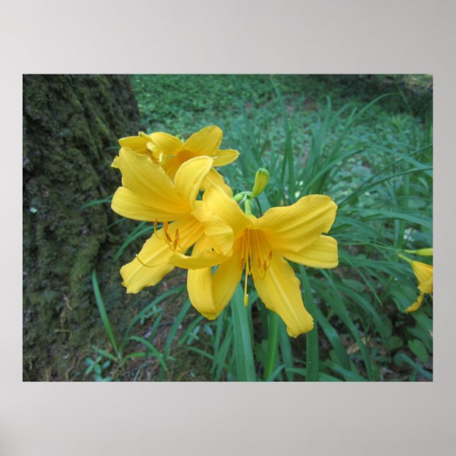 Gelbe Lilien Poster (Vorne)