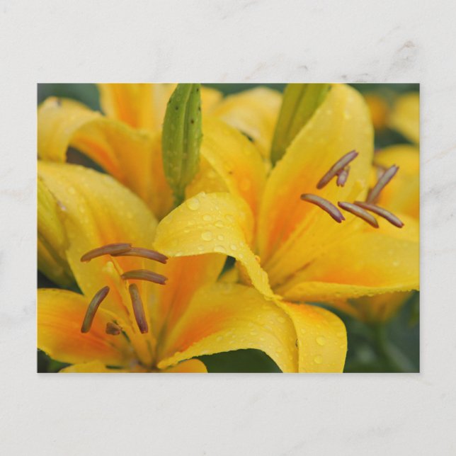 Gelbe Lilien Postkarte (Vorderseite)