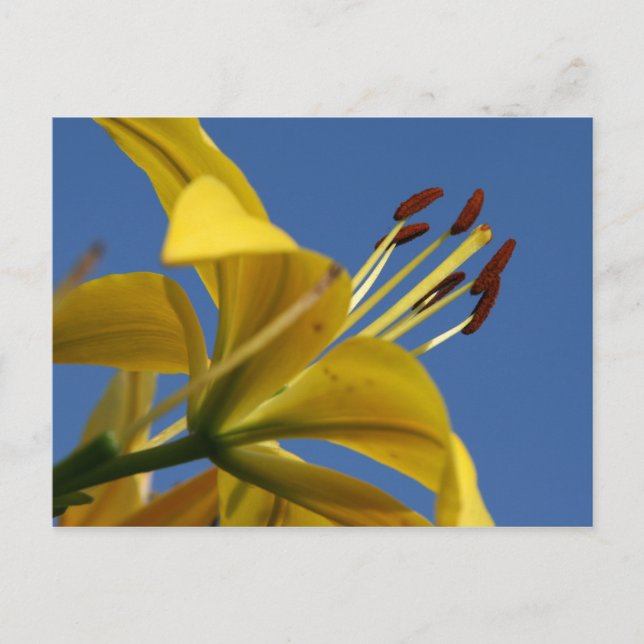 Gelbe Lippe Postkarte (Vorderseite)