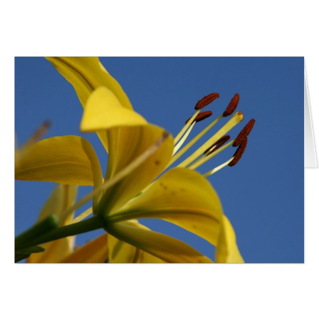 Gelbe Lippenkarte (Vorderseite (Horizontal))