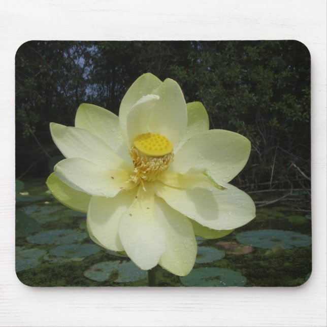 Gelbe Lotos-Blume Mousepad (Vorne)
