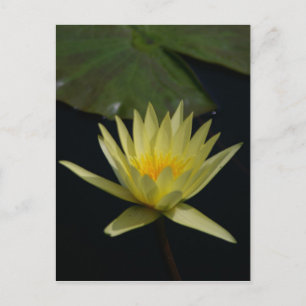 Gelbe Lotus-Seerose Postkarte