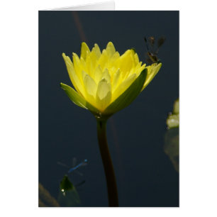 Gelbe Lotus-Wasserlilie