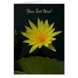 Gelbe Lotus-Wasserlilie