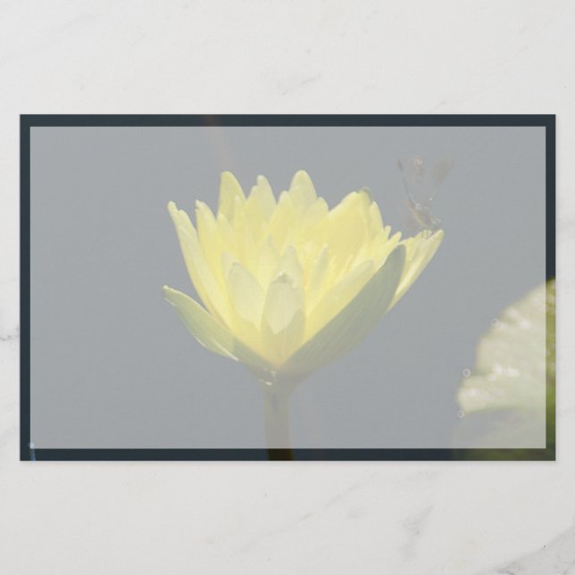 Gelbe Lotus-Wasserlilie-Blume (Vorderseite)