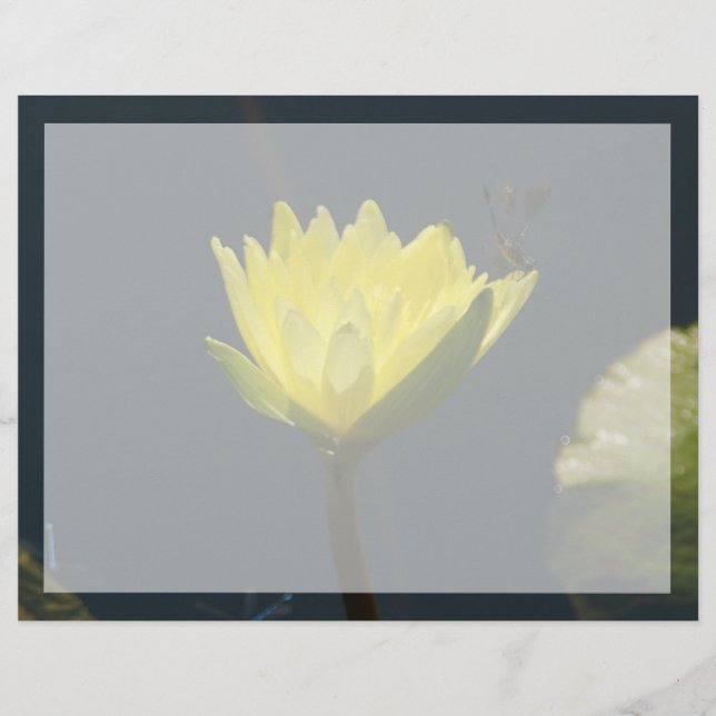 Gelbe Lotus-Wasserlilie-Blume (Vorderseite)