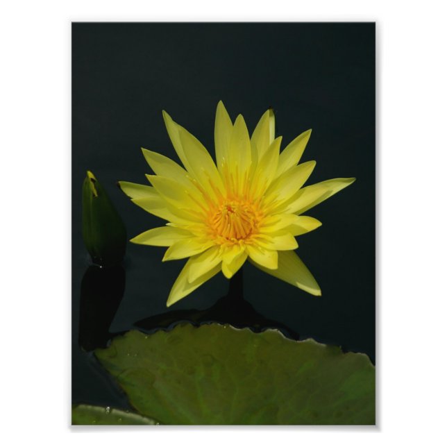 Gelbe Lotus-Wasserlilie Fotodruck (Vorne)