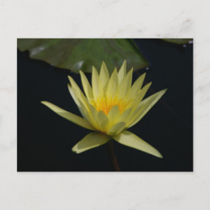 Gelbe Lotus Wasserlilie Postkarte