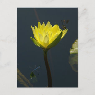 Gelbe Lotus Wasserlilie Postkarte