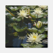 Gelbe Lotus-Wasserlilien-Magnet
