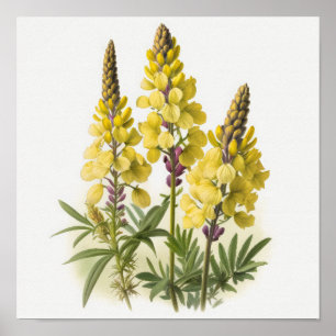 Gelbe Lupine Blume Art Print Poster