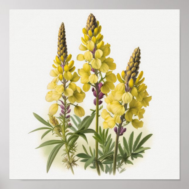 Gelbe Lupine Blume Art Print Poster (Vorne)