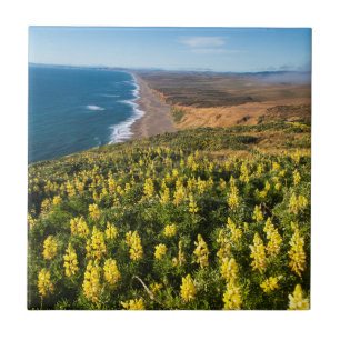 Gelbe Lupine oberhalb von Point Reyes Beach an Poi Fliese