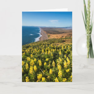 Gelbe Lupine oberhalb von Point Reyes Beach an Poi Karte