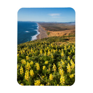 Gelbe Lupine über Point Reyes Beach an Point Magnet