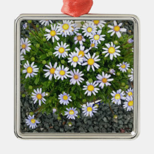 Gelbe Margarita-Blume mit grauen Kies Silbernes Ornament
