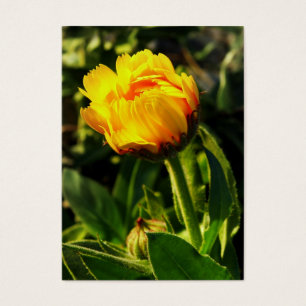 Gelbe Margerite