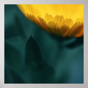 Gelbe Mariglod Blume Makro Abstrakt Poster