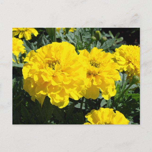 Gelbe Marigold-Blume Postkarte (Vorderseite)