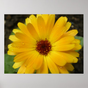 Gelbe Marigold Macro Print Poster